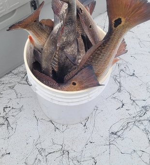 Catch of the Day! Redfish from Texas' waters