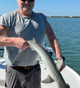 Nice bonnethead shark catch in Cape Coral waters!
