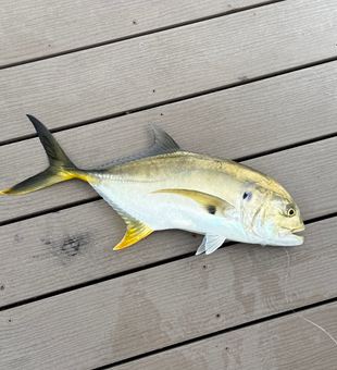 Cape Coral Crevalle Jack with bright yellow fins!