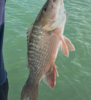 Nice grey snapper caught in Cape Coral FL waters!