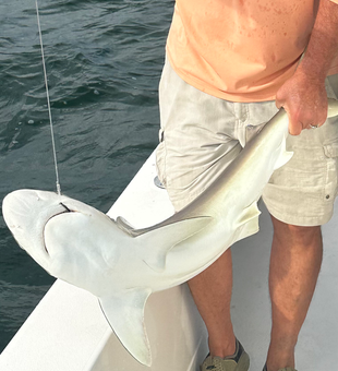 Sandbar shark landed in Cape Coral waters!