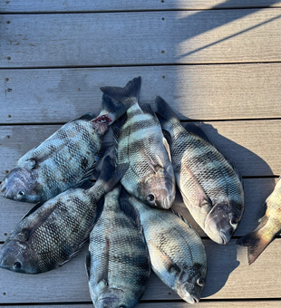 Six Cape Coral sheepshead lined up on the dock!