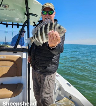 Hooked a feisty sheepshead while battling the elements in Cape Coral!