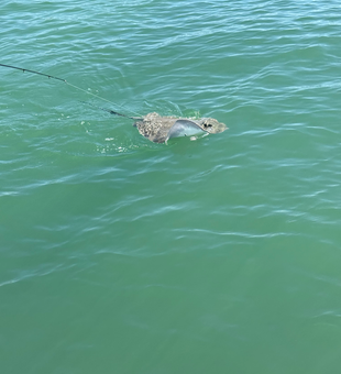 Southern stingray hooked in Cape Coral waters!