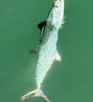 Cape Coral Spanish Mackerel explodes from the water!