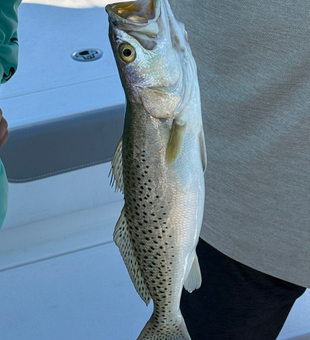 Beautiful Cape Coral speckled trout ready for the cooler!