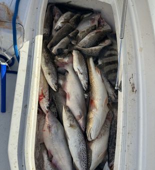 Full box of Speckled Trout, Redfish, and Sheepshead!