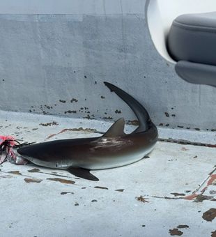 Exciting catch on deck! Shark action offshore fishing
