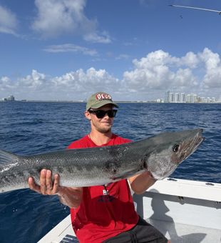 Solid barracuda catch offshore fishing