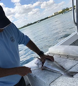 Premium Catch Cleaning And Filleting 