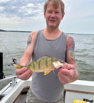 Beautiful American Yellow Perch from Port Clinton waters!