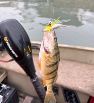 Nice American Yellow Perch from Port Clinton waters!