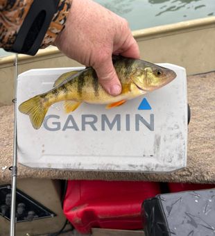 Nice American Yellow Perch from Port Clinton waters!