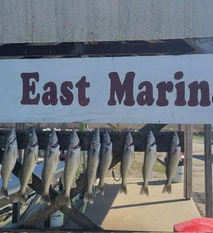 Fresh Port Clinton walleye ready for the table!