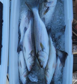 Reel in your dream catch in SC today!