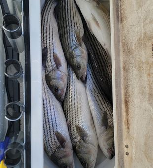 Striped Bass Reel Of The Day In Lake Murray