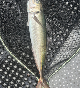 Reeling in the best Blue Runner on a picturesque cloudy day in Oregon!
