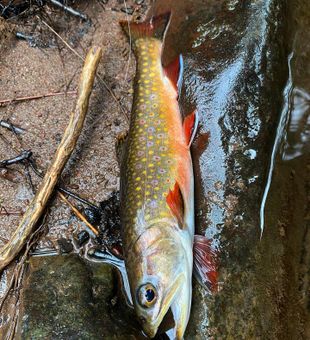 Colorful Brook Trout Catch