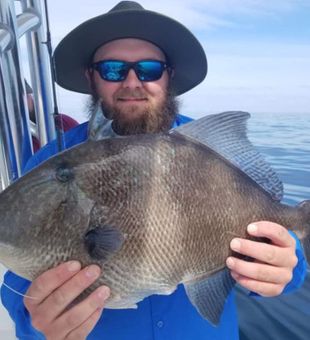 Grey Triggerfish in Orange Beach