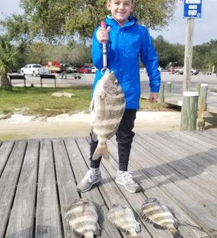 Sheepshead in Orange Beach