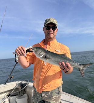 Fresh bluefish boat catch