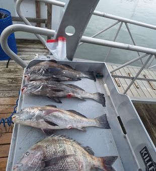 Explore the productive inshore waters of Norfolk, VA, where every trip brings the chance to hook redfish, flounder, speckled trout, and unforgettable memories on the Chesapeake Bay.