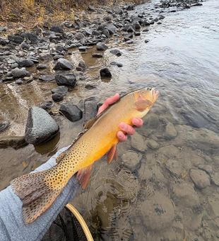 Cutthroat on the greybull