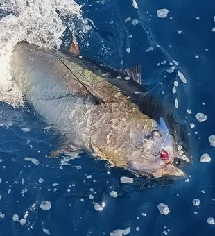 Blue Fin Tuna Catch!