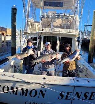 Stripped Bass In Cape May Fishing Hotspots