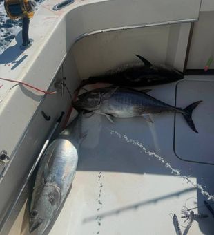 Reel in trophy striped bass while enjoying the scenic back bays and coastal waters of Cape May, New Jersey.