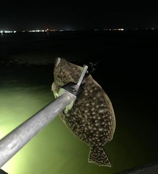 Spotlight Flounder! 