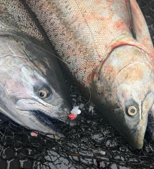 Double Chinook salmon success in Rockport TX waters!