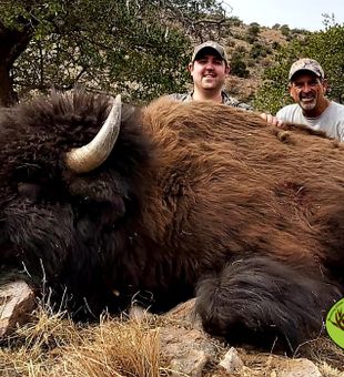 Massive buffalo taken in Flagstaff Arizona!