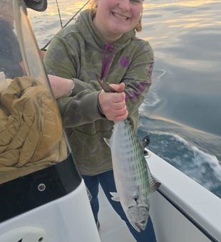 Nice bonito catch Hampstead offshore fishing