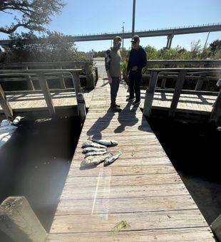 Solid mixed catch redfish and black drum Hampstead fishing