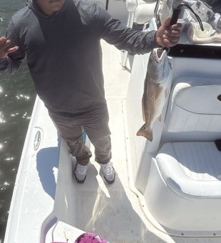 Clean redfish catch Hampstead inshore fishing