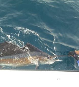 Explore Lake Worth's Fishing, Marlin fishing