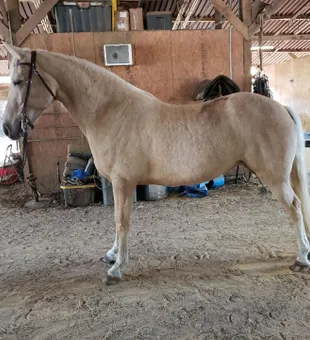 Beautiful horse ready for action in Spring Hill FL!