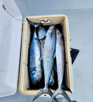 Explore Tuna Fishing In Pompano Beach 
