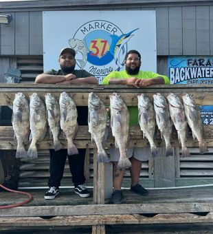 Ten black drum from Corpus Christi waters!