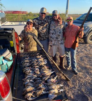 Outstanding dove hunting success in Corpus Christi TX!