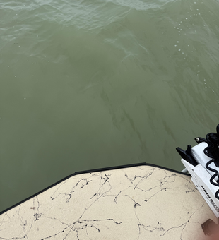 Massive stingray glides beneath the boat in Corpus Christi waters!
