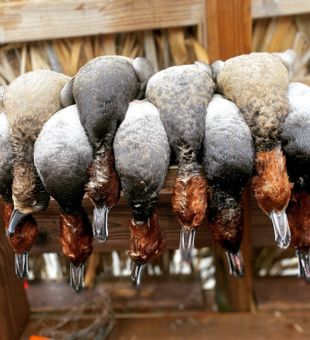 Successful waterfowl harvest in Corpus Christi delivers the goods!