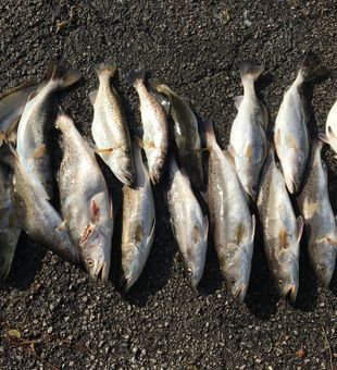 Speckled Trout season is on fire! 