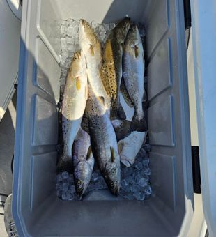 Loaded with speckled trout!