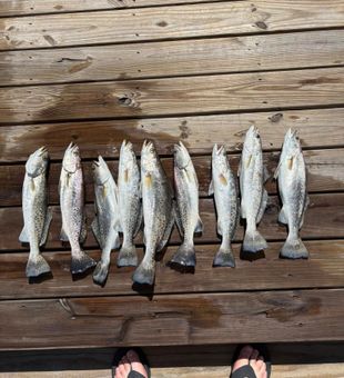 Solid speckled trout haul!