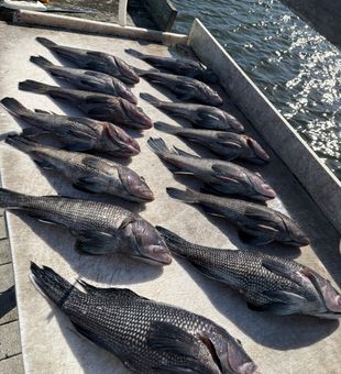 Successful black sea bass fishing in Morehead City!