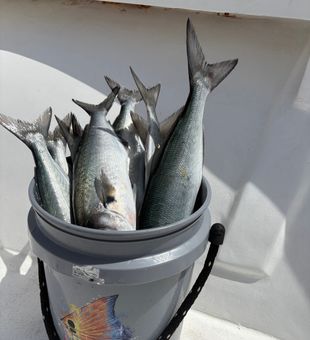 Fresh bluefish caught in Morehead City waters!