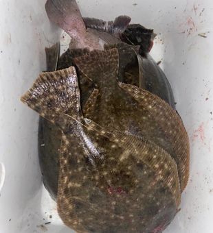 Flounder Fishing 2024, Book Your Trip Today!