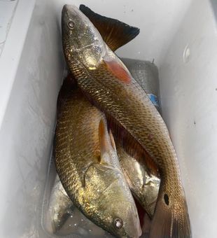 Cooler Full of Fresh-Caught Redfish